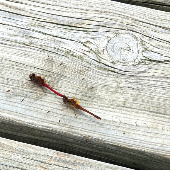 Posh Show Moments - SHARE YOURS! - Picture 1 of 1